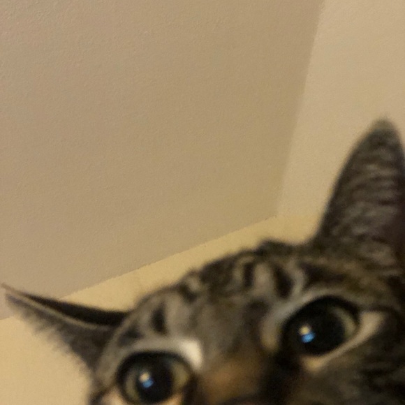 Meet your Posher, Fiona - Picture 3 of 5